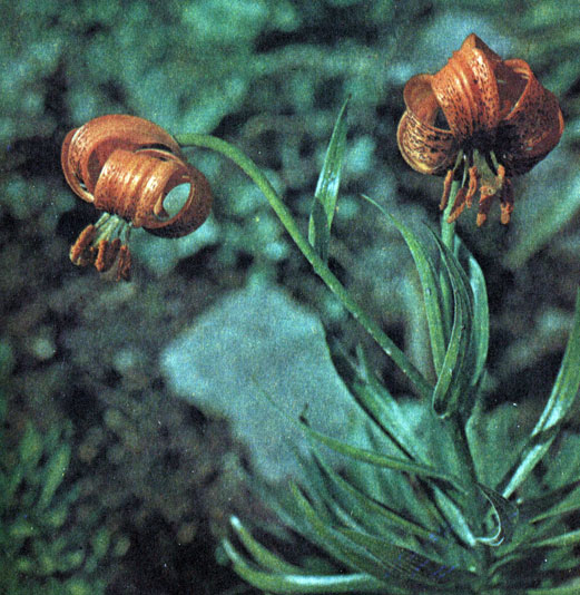 Лилия карниольская (Lilium carniolicum)