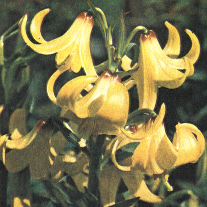 Лилия однобратственная (Lilium monadelphum)