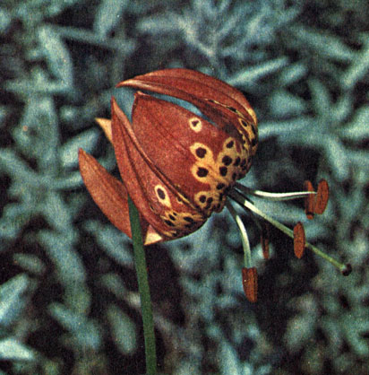    Lilium pardalinum
