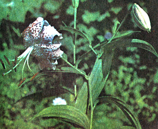 Лилия прекрасная  (Lilium speciosum)