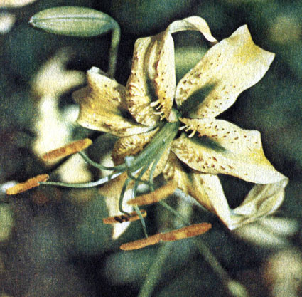 Лилия Генри  (Lilium henryi)