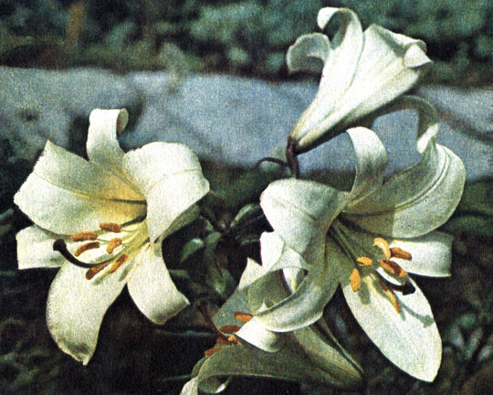   (Lilium regale)
