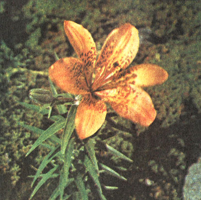  ,   (Lilium pensylvanicum)