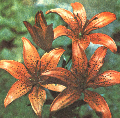 Пэппер (Pepper)