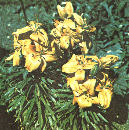 Хани Бер (Honey Bear)