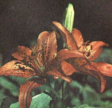 Челенджер (Challenger)