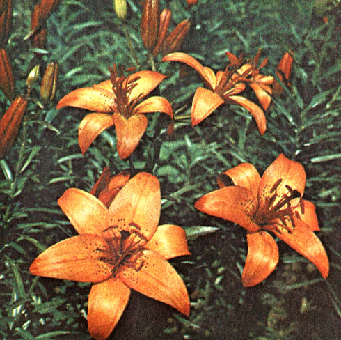 Пайерит (Pirate)