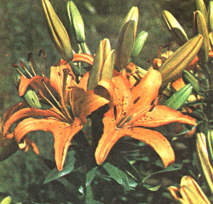 Роталя (Rotala)