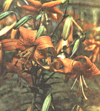 Коннектикут Янки (Connecticut Yankae)