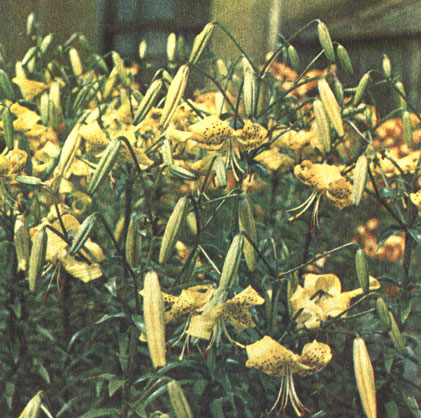 Натмегер (Nutmegger)