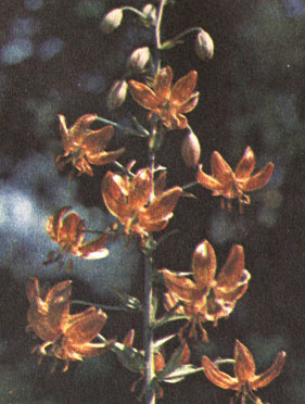 . .  (R. . Backhouse)