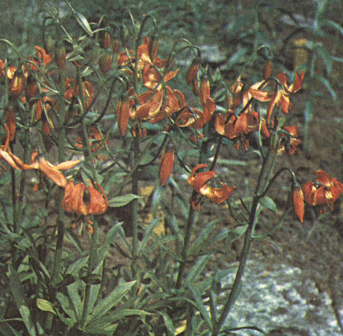 Del Norte (Дель Норт)