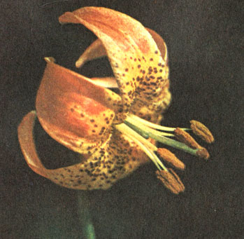 Цветок сорта Дель Норт