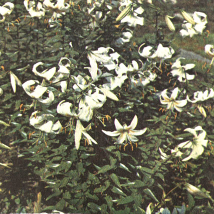 Брайт Стар (Bright Star)