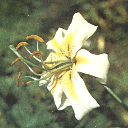 Цветок сорта Брайт Стар