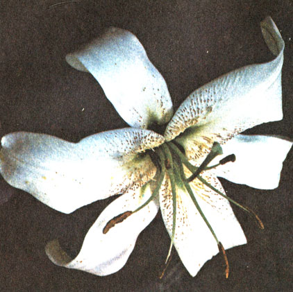 Цветок сорта Асуне