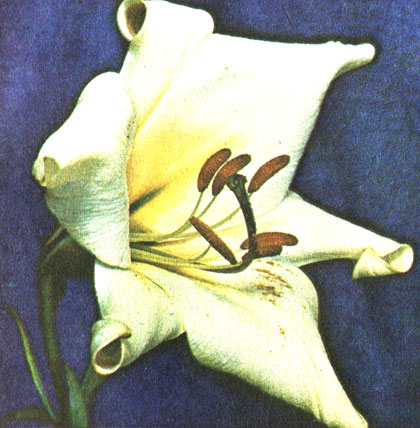 Арпус Плана (Arpus Plana)