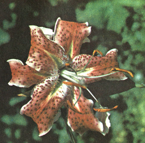 Блэк Бьюти (Black Beauty) (фото Е. И. Шиповской)