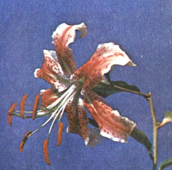 Джиллиан Уоллес (Jillian Wallace)